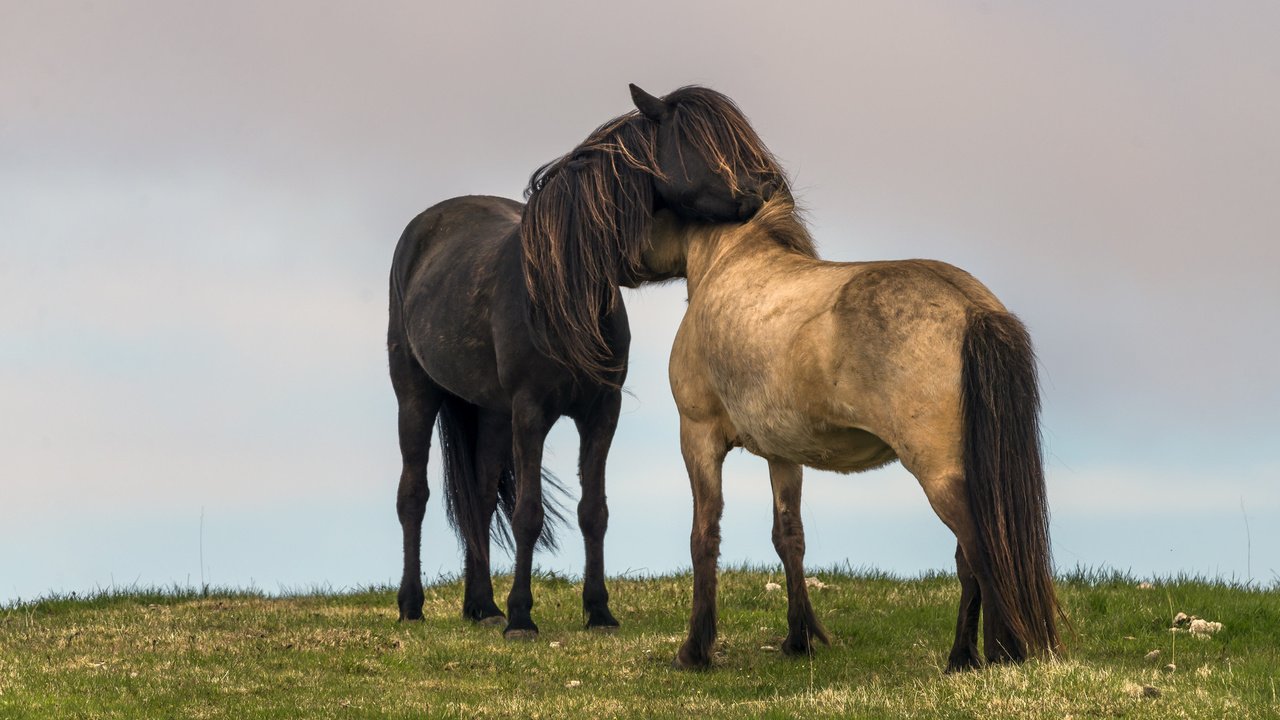 Обои небо, трава, пейзаж, поле, любовь, лошади, кони, the sky, grass, landscape, field, love, horse, horses разрешение 2048x1365 Загрузить