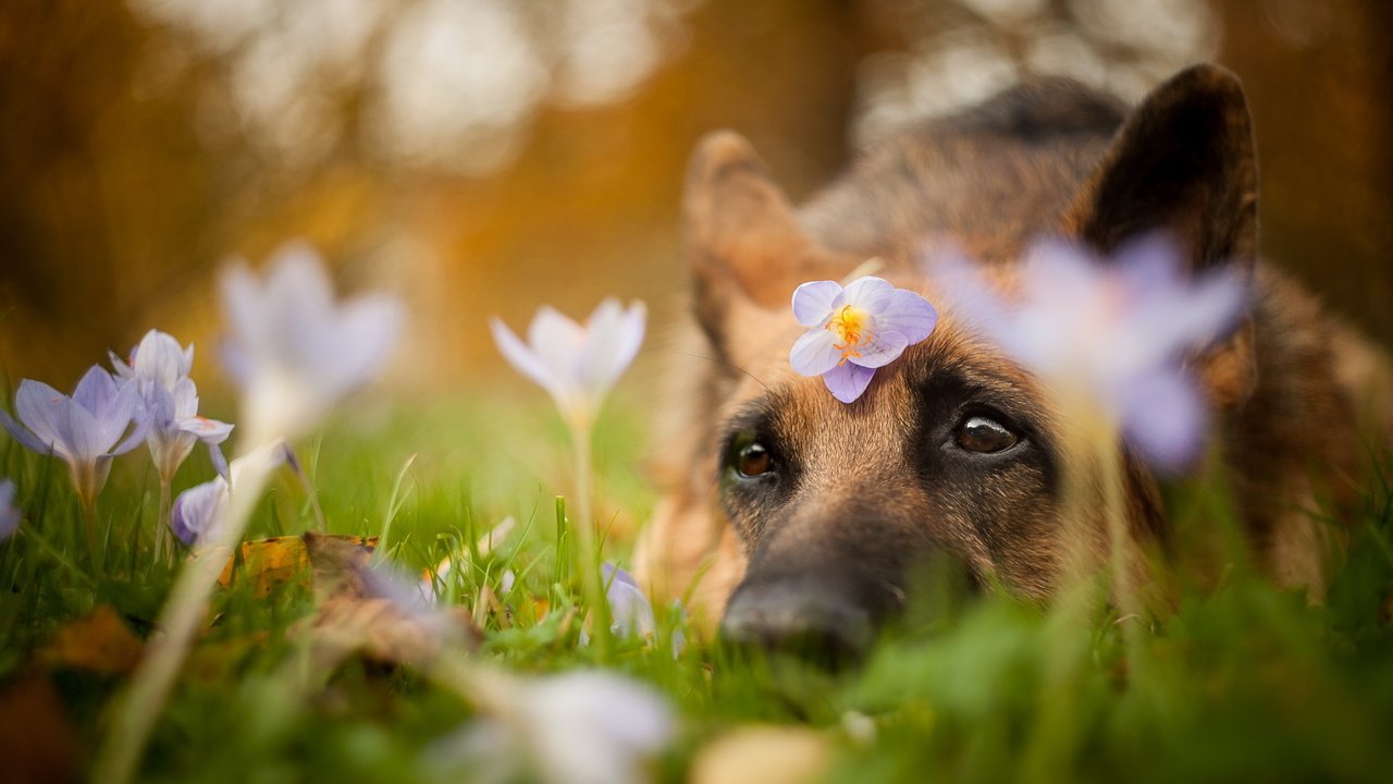 Обои цветы, природа, лето, взгляд, собака, друг, flowers, nature, summer, look, dog, each разрешение 2004x1321 Загрузить
