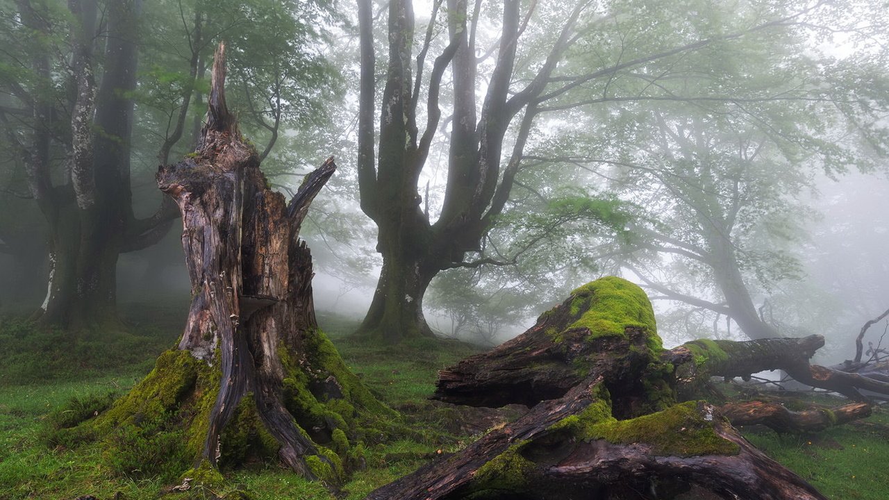 Обои деревья, лес, туман, мох, пень, trees, forest, fog, moss, stump разрешение 1920x1200 Загрузить