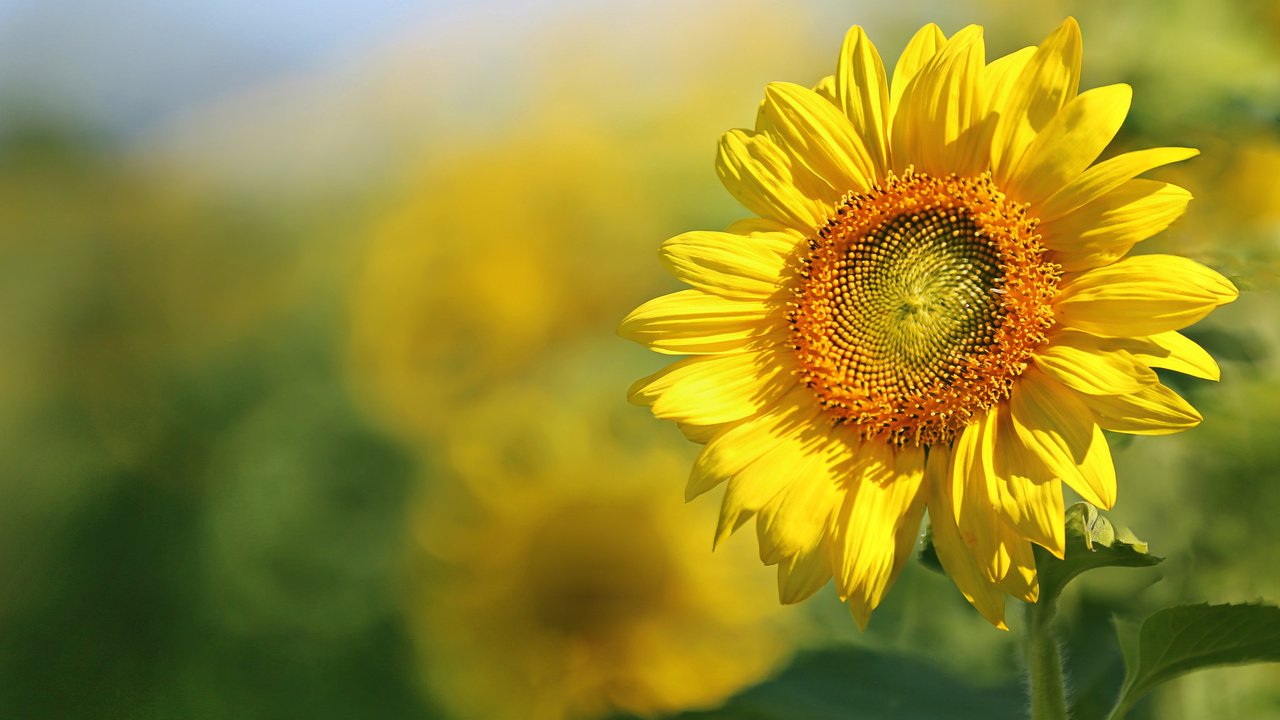 Обои листья, поле, лепестки, подсолнух, leaves, field, petals, sunflower разрешение 2048x1365 Загрузить