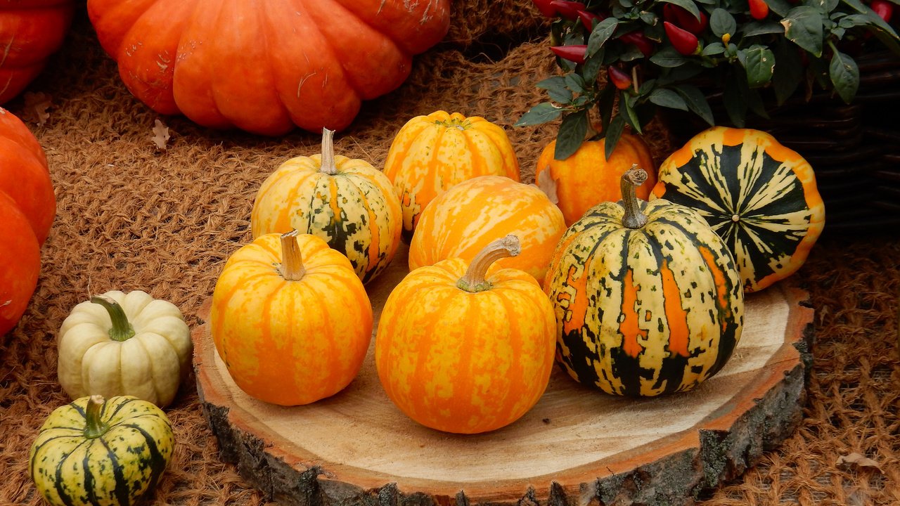 Обои урожай, овощи, тыквы, тыква, плоды осени, harvest, vegetables, pumpkin, fruits fall разрешение 4608x3456 Загрузить