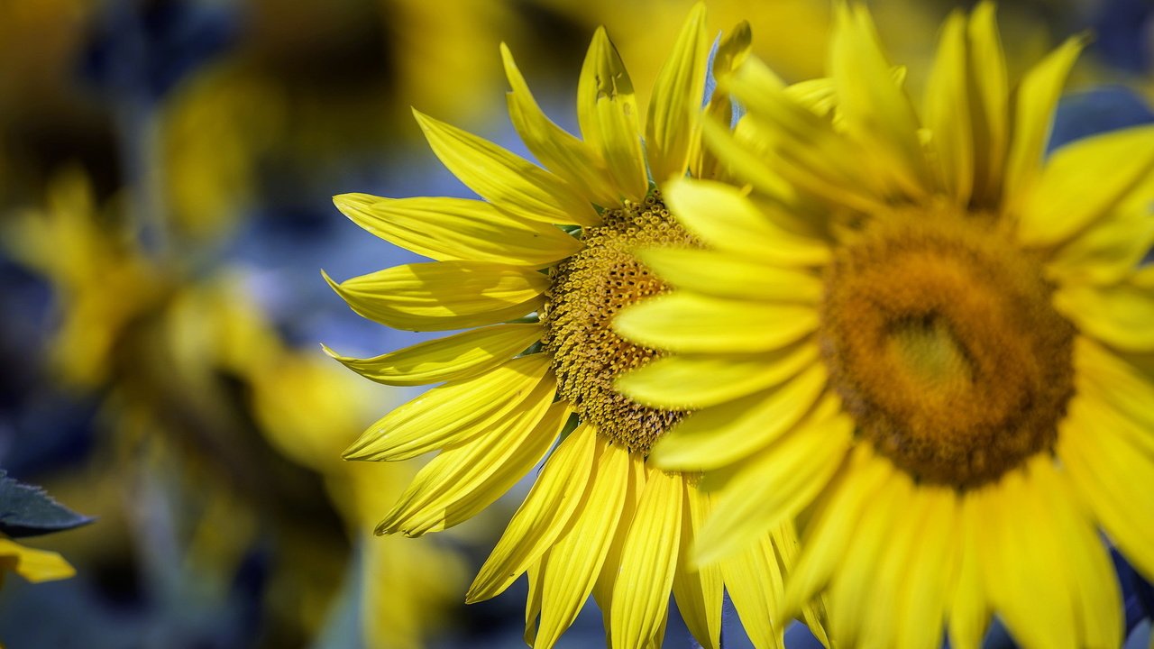Обои солнце, природа, подсолнухи, the sun, nature, sunflowers разрешение 2046x1220 Загрузить