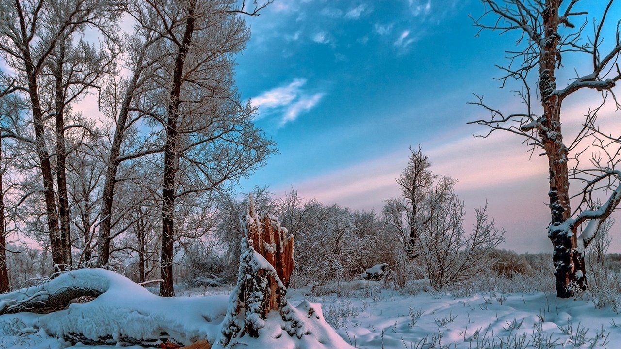 Обои небо, облака, деревья, снег, природа, лес, зима, the sky, clouds, trees, snow, nature, forest, winter разрешение 1920x1286 Загрузить