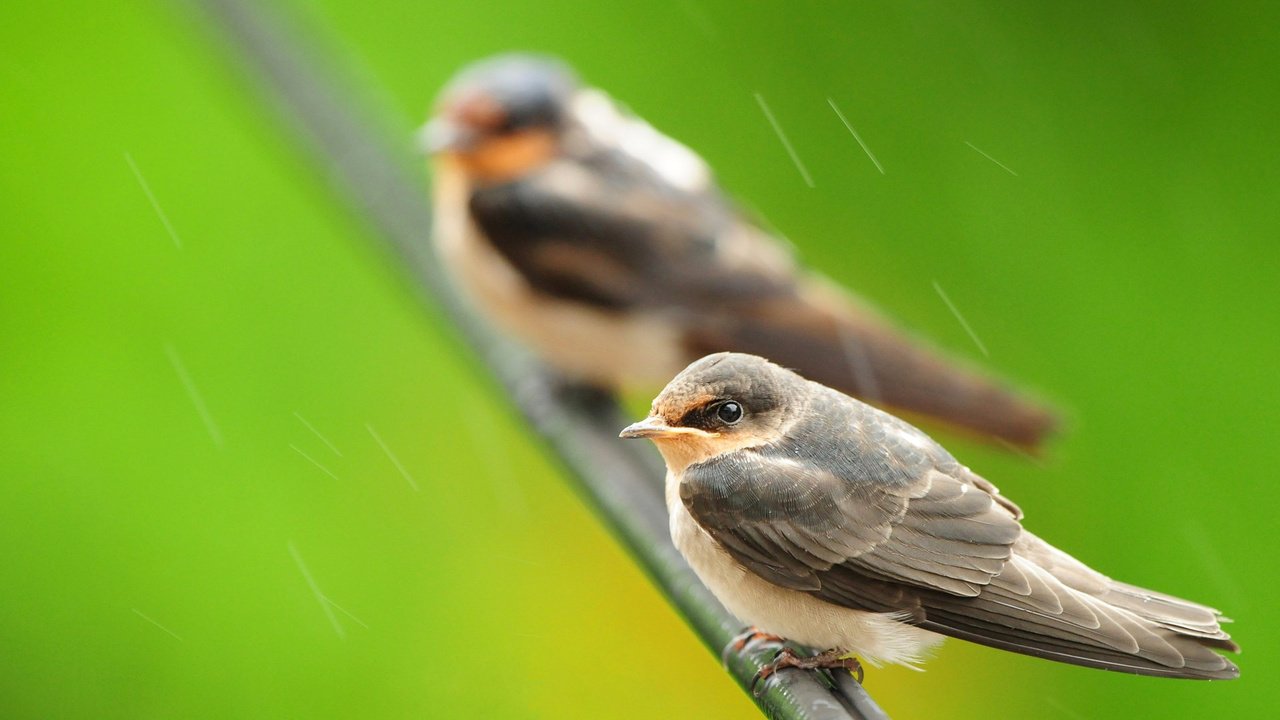 Обои ветка, природа, птицы, дождь, branch, nature, birds, rain разрешение 1920x1200 Загрузить