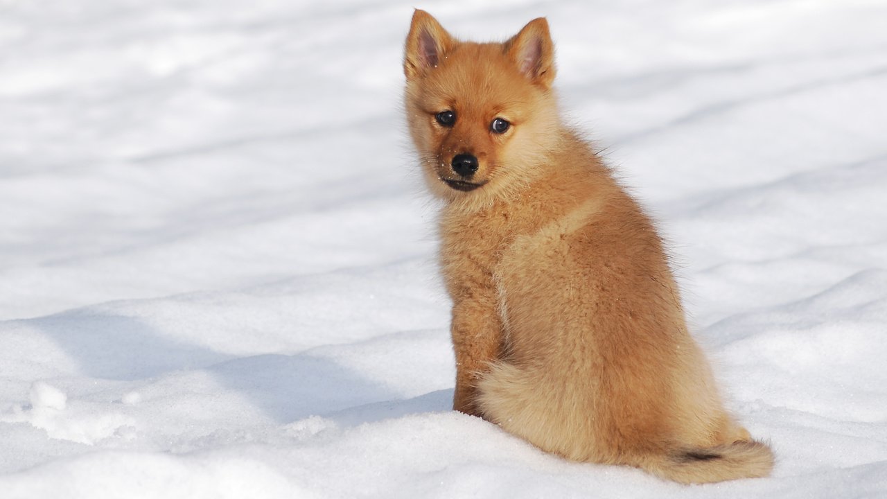 Обои снег, зима, мордочка, взгляд, собака, щенок, шпиц, финский шпиц, snow, winter, muzzle, look, dog, puppy, spitz, the finnish spitz разрешение 2658x1649 Загрузить