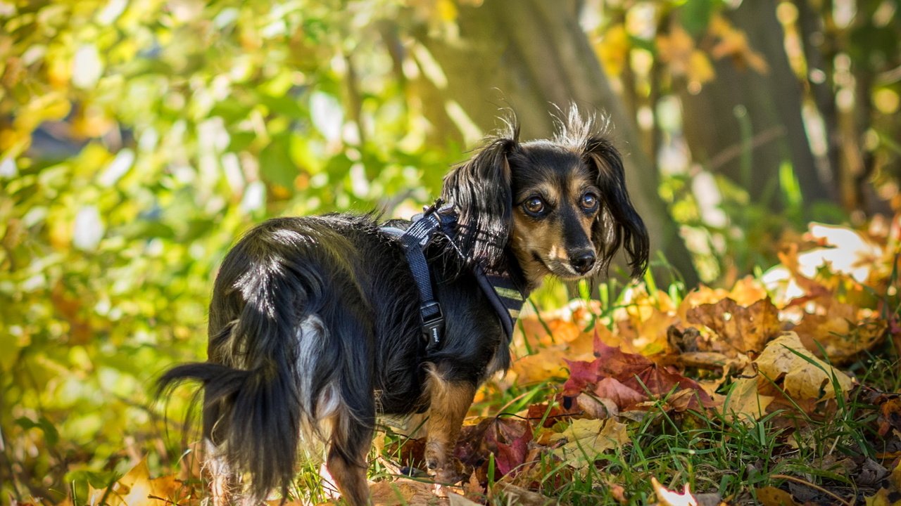 Обои взгляд, осень, собака, друг, look, autumn, dog, each разрешение 2048x1397 Загрузить