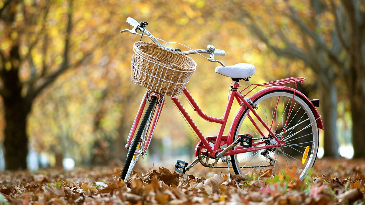 Обои парк, осень, велосипед, park, autumn, bike разрешение 1920x1200 Загрузить