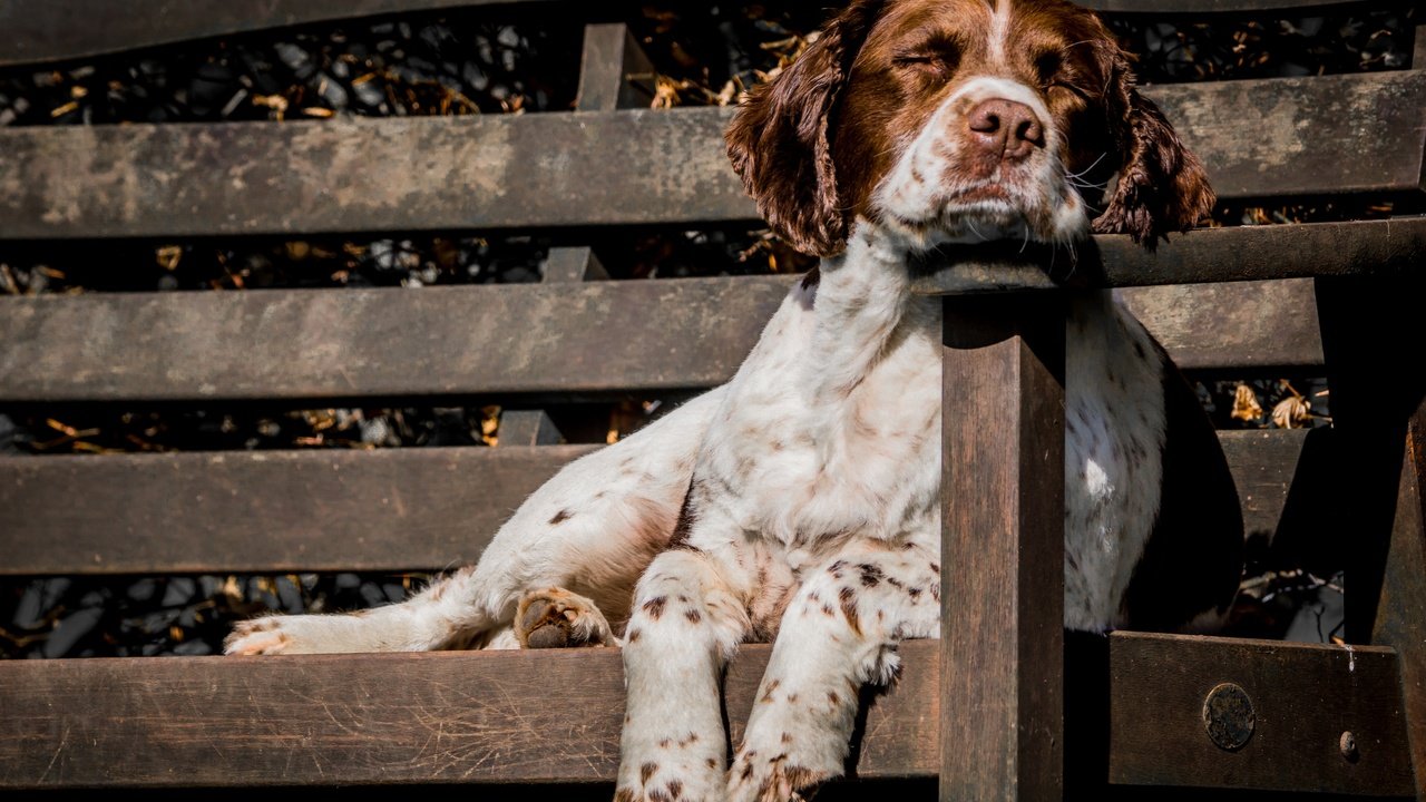 Обои собака, друг, скамья, сеттер, охотничья собака, dog, each, bench, setter, hunting dog разрешение 2880x1920 Загрузить