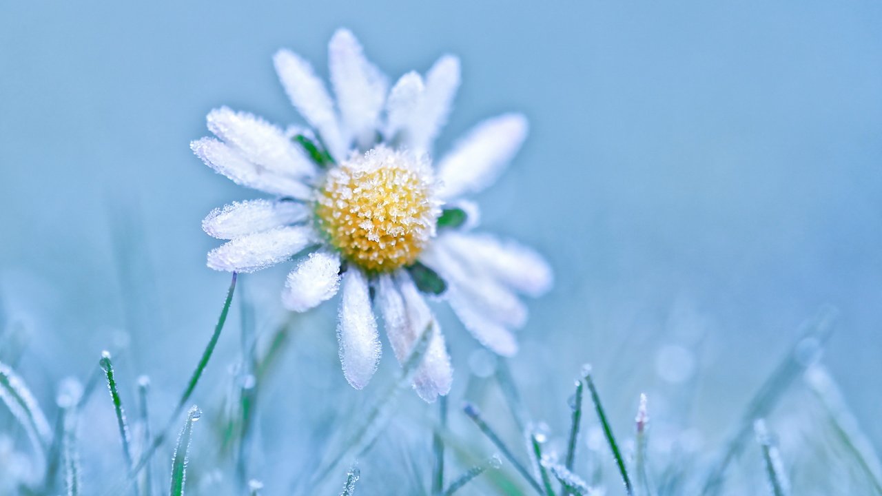 Обои трава, природа, цветок, иней, ромашка, grass, nature, flower, frost, daisy разрешение 2400x1647 Загрузить