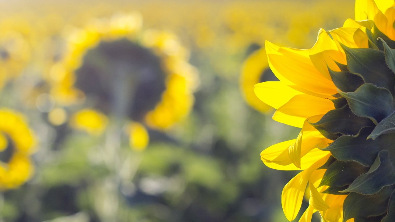 Обои природа, лето, подсолнухи, nature, summer, sunflowers разрешение 2047x1312 Загрузить