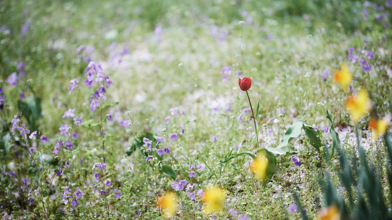 Обои цветы, трава, поле, луг, тюльпан, колокольчики, нарциссы, flowers, grass, field, meadow, tulip, bells, daffodils разрешение 2048x1365 Загрузить