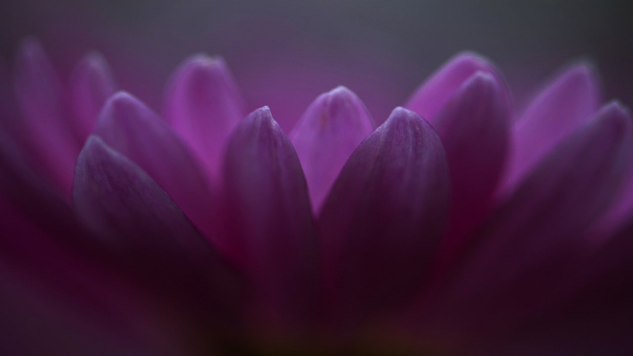 Обои цветы, макро, лепестки, фиолетовые, хризантема, flowers, macro, petals, purple, chrysanthemum разрешение 2048x1135 Загрузить