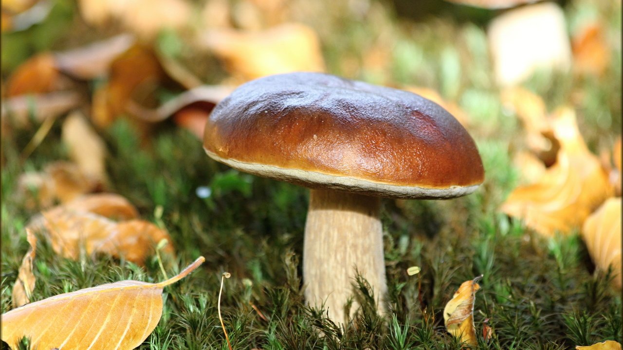 Обои листья, макро, осень, белый, гриб, leaves, macro, autumn, white, mushroom разрешение 5184x3456 Загрузить