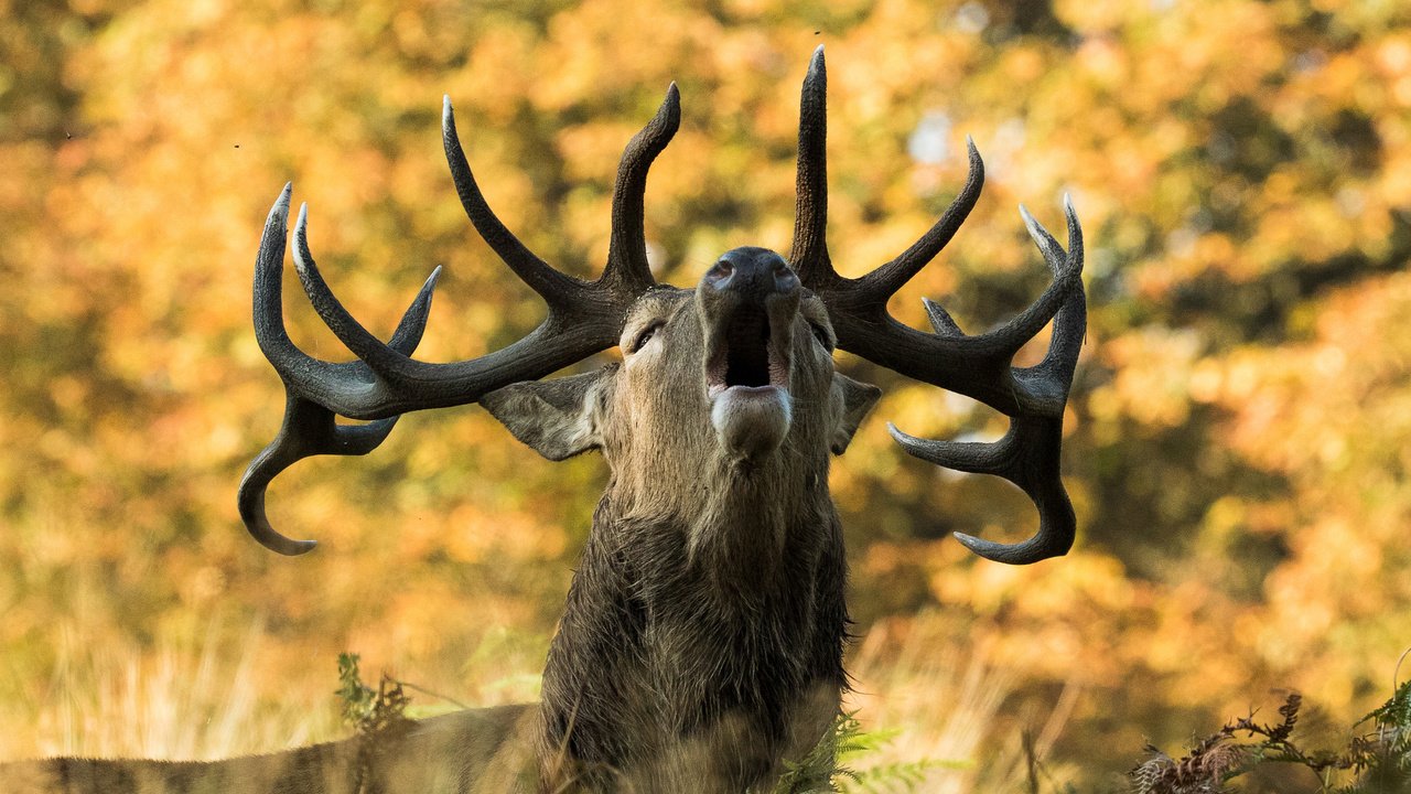 Обои природа, олень, осень, рога, сигнал, nature, deer, autumn, horns, signal разрешение 2048x1366 Загрузить