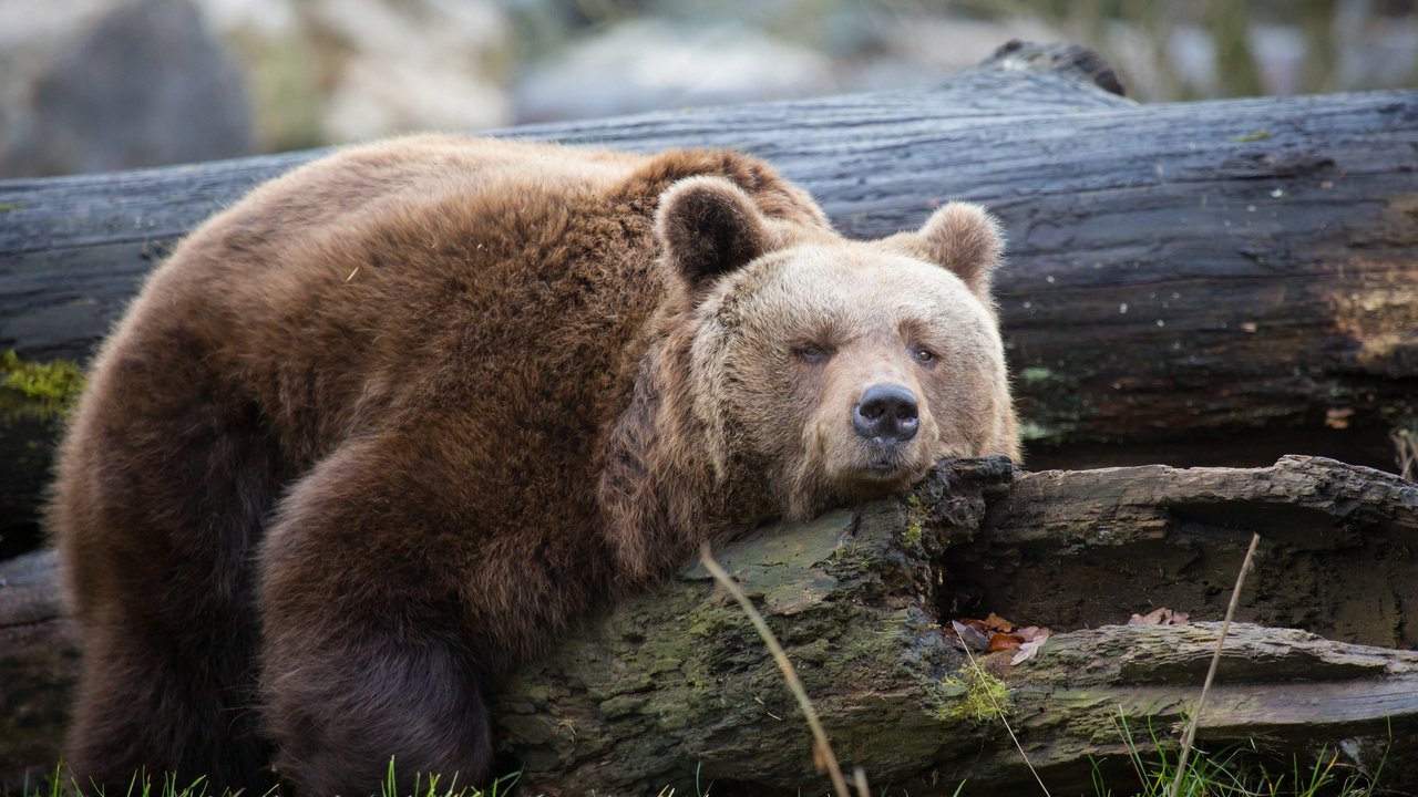 Обои дерево, медведь, отдыхает, отдых, ствол, дерева, медвед, tree, bear, resting, stay, trunk, wood разрешение 2048x1365 Загрузить