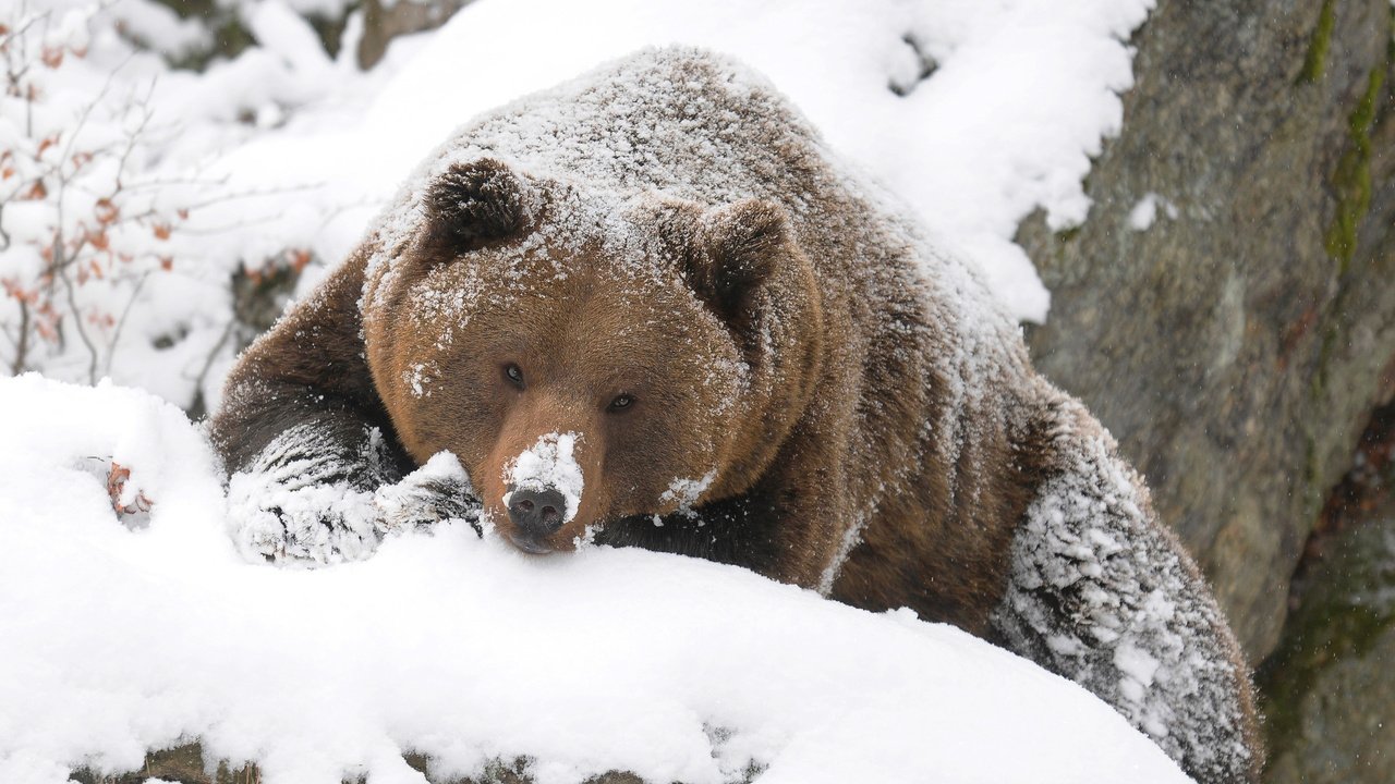 Обои зима, медведь, тайга, бурый, winter, bear, taiga, brown разрешение 2560x1600 Загрузить