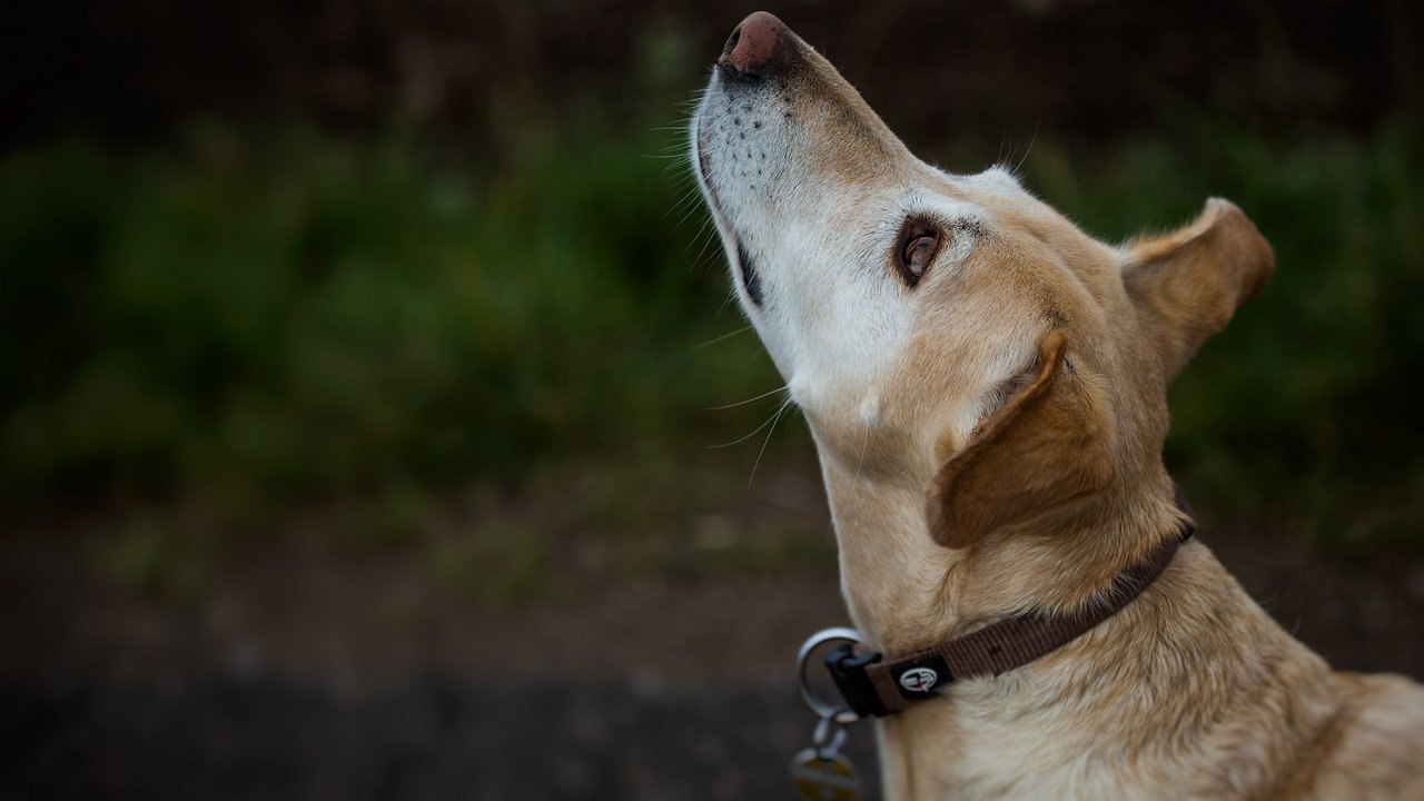 Обои собака, ошейник, ralf bitzer, dog, collar разрешение 2048x1365 Загрузить