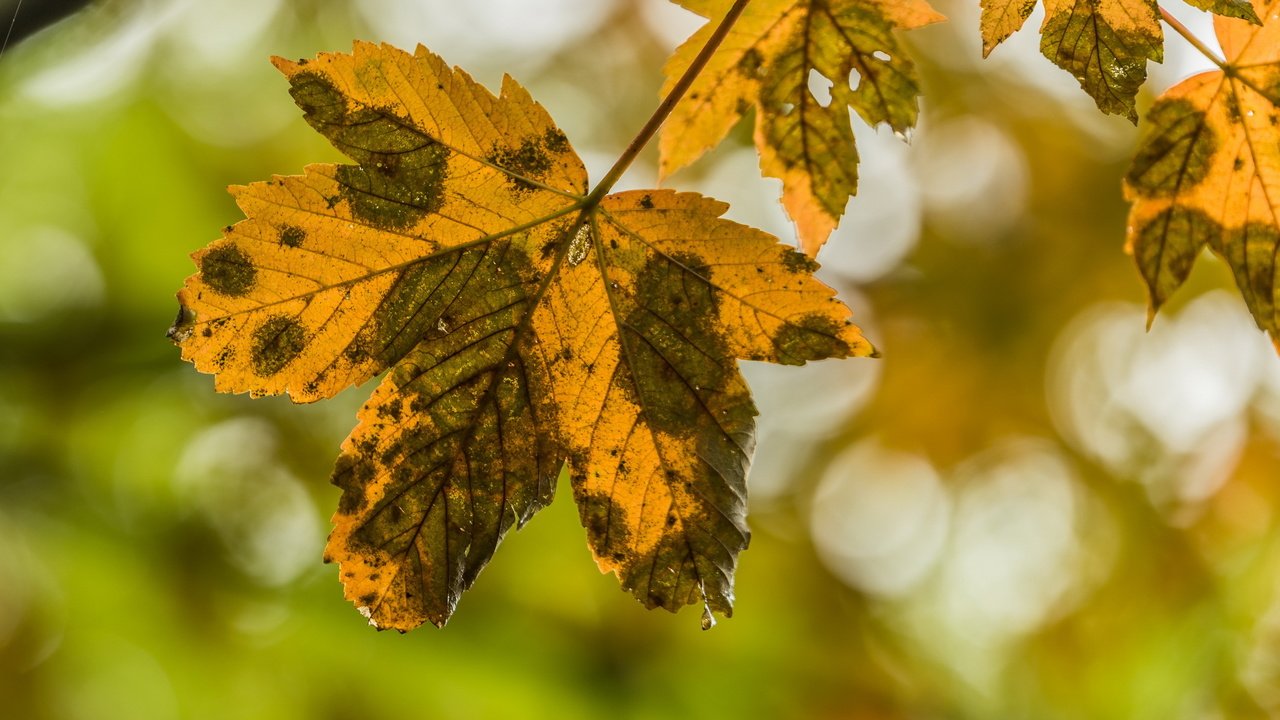 Обои природа, листья, осень, nature, leaves, autumn разрешение 2636x1440 Загрузить