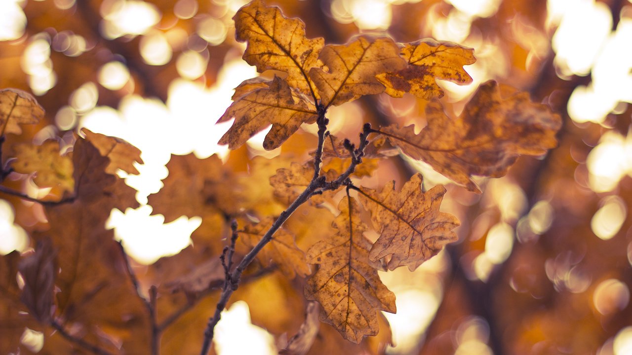 Обои желтый, листья, ветки, осень, yellow, leaves, branches, autumn разрешение 1920x1080 Загрузить