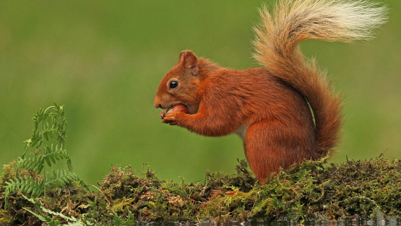 Обои природа, фон, мох, белка, хвост, nature, background, moss, protein, tail разрешение 2048x1366 Загрузить