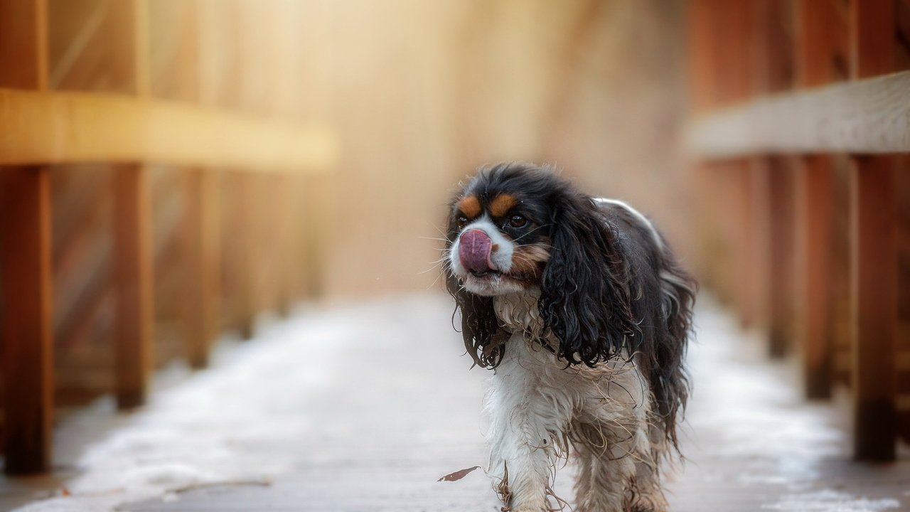 Обои взгляд, собака, друг, спаниель кинг чарльз, look, dog, each, spaniel king charles разрешение 2047x1290 Загрузить