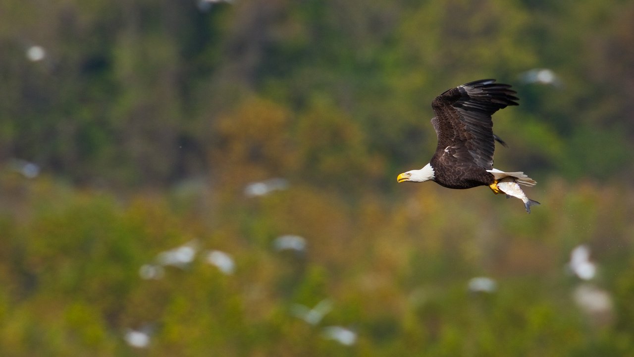 Обои полет, крылья, птица, рыба, белоголовый орлан, flight, wings, bird, fish, bald eagle разрешение 2048x1365 Загрузить