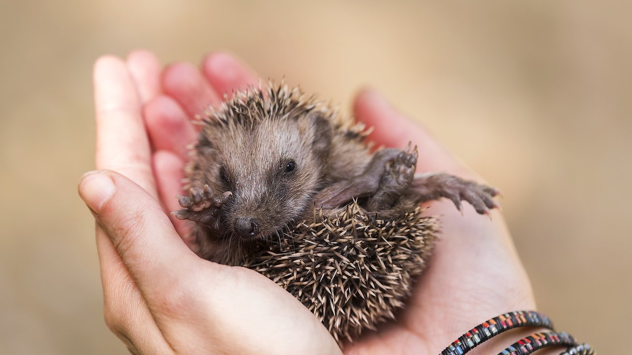 Обои глаза, лапы, руки, нос, ежик, еж, eyes, paws, hands, nose, hedgehog разрешение 2047x1258 Загрузить