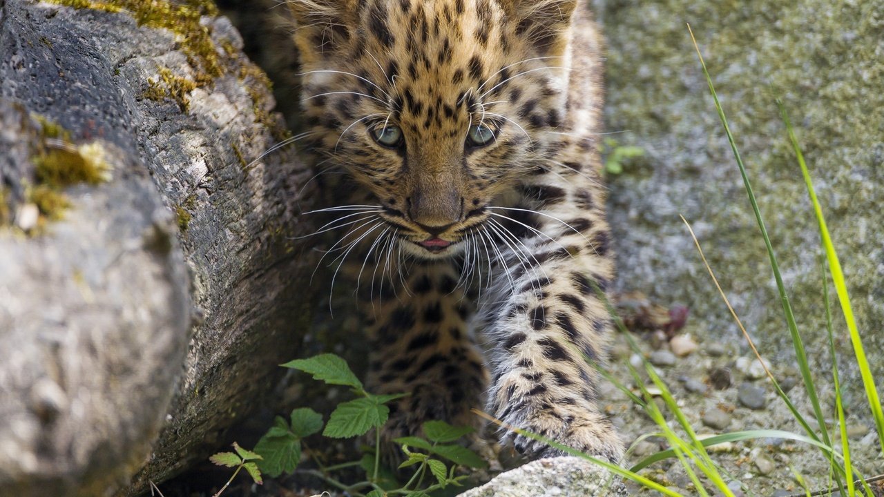 Обои трава, камни, кошка, котенок, леопард, детеныш, амурский, ©tambako the jaguar, grass, stones, cat, kitty, leopard, cub, amur разрешение 2880x2304 Загрузить