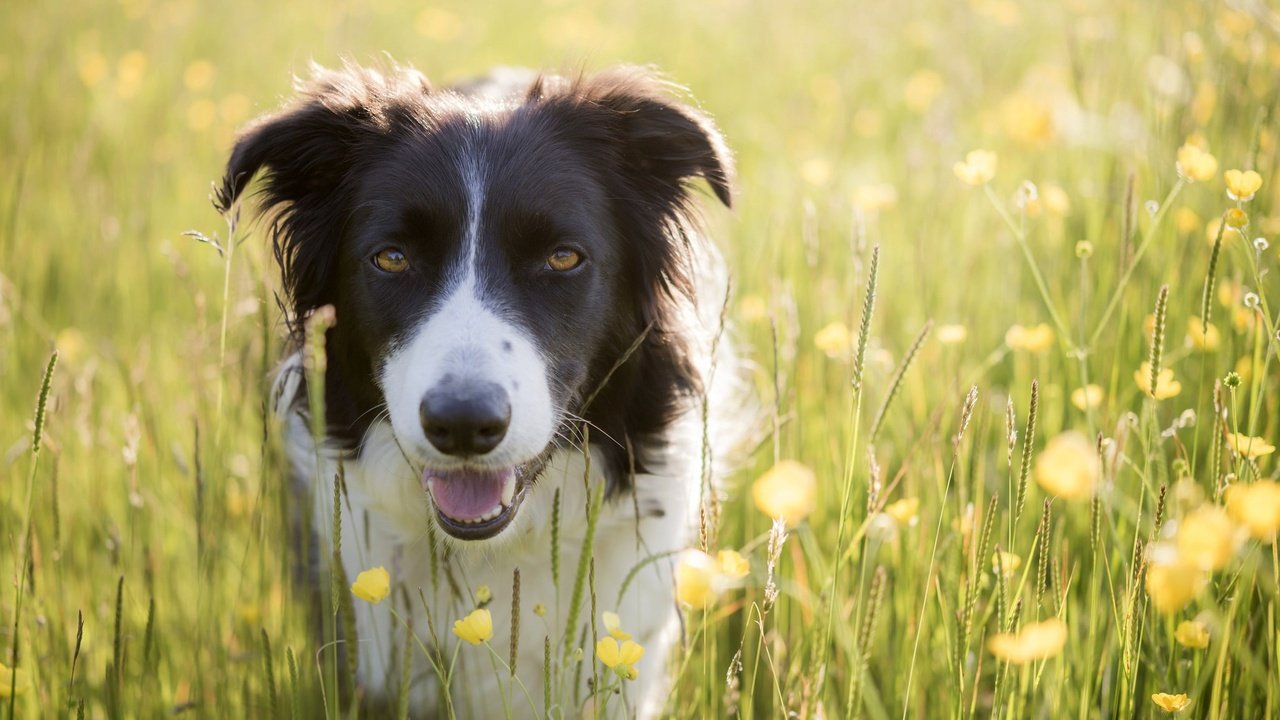 Обои цветы, лето, собака, луг, бордер-колли, flowers, summer, dog, meadow, the border collie разрешение 2048x1367 Загрузить