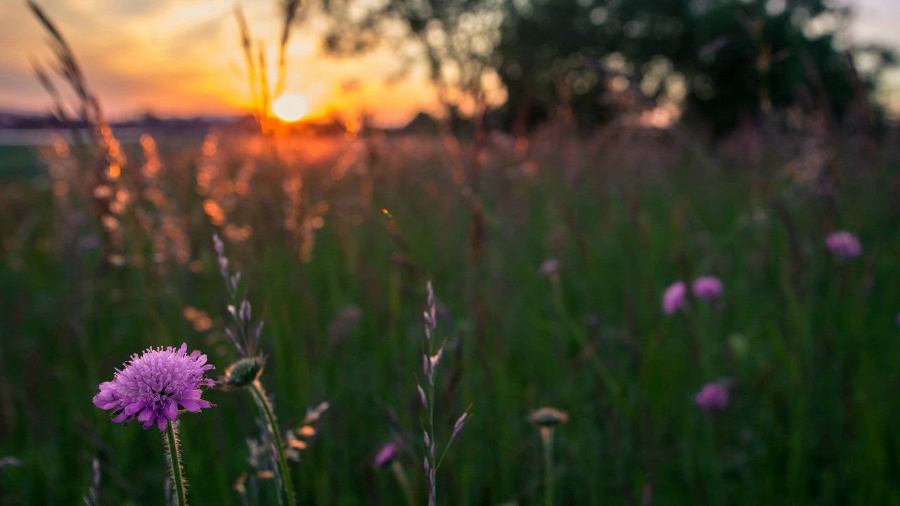 Обои цветы, трава, вечер, солнце, закат, поле, сиреневые, flowers, grass, the evening, the sun, sunset, field, lilac разрешение 1920x1200 Загрузить