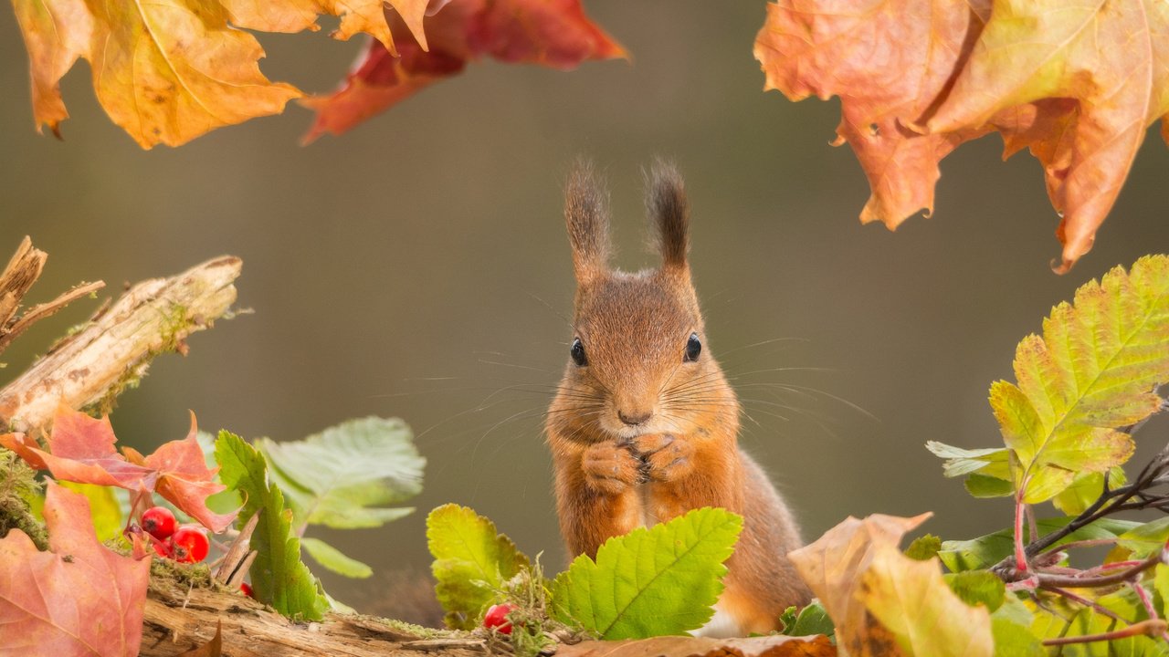 Обои листья, осень, рыжая, белка, leaves, autumn, red, protein разрешение 2048x1365 Загрузить