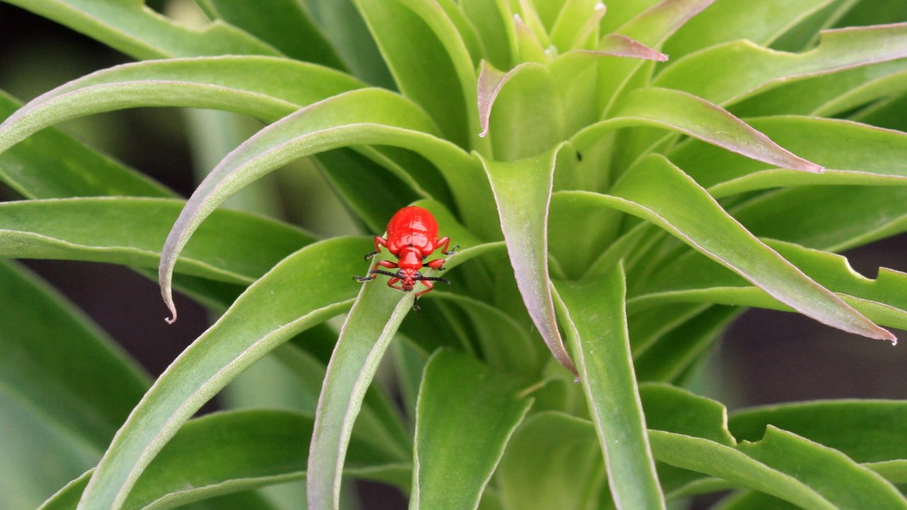 Обои зелёный, жук, красный, лист, растение, green, beetle, red, sheet, plant разрешение 1920x1200 Загрузить