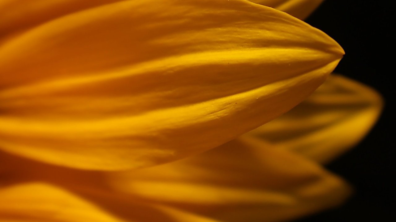 Обои желтый, макро, цветок, лепестки, черный фон, yellow, macro, flower, petals, black background разрешение 1974x1599 Загрузить