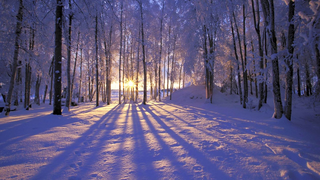 Обои солнце, снег, лес, зима, иней, деревья. лучи, the sun, snow, forest, winter, frost, trees. rays разрешение 1999x1333 Загрузить