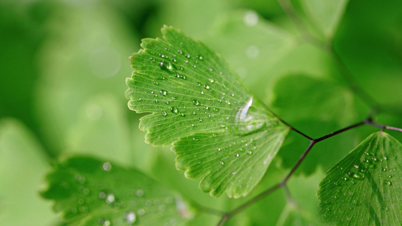 Обои вода, природа, макро, фон, капли, зеленые листья, мокрое, water, nature, macro, background, drops, green leaves, wet разрешение 1920x1200 Загрузить