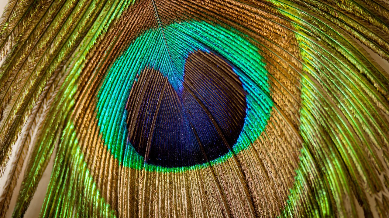 Обои текстуры, узоры, красиво, перья павлина, texture, patterns, beautiful, peacock feathers разрешение 7733x5155 Загрузить