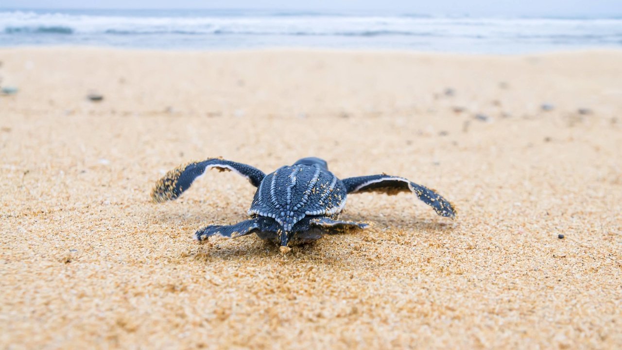Обои море, песок, черепаха, breeding, sea, sand, turtle разрешение 3606x2400 Загрузить