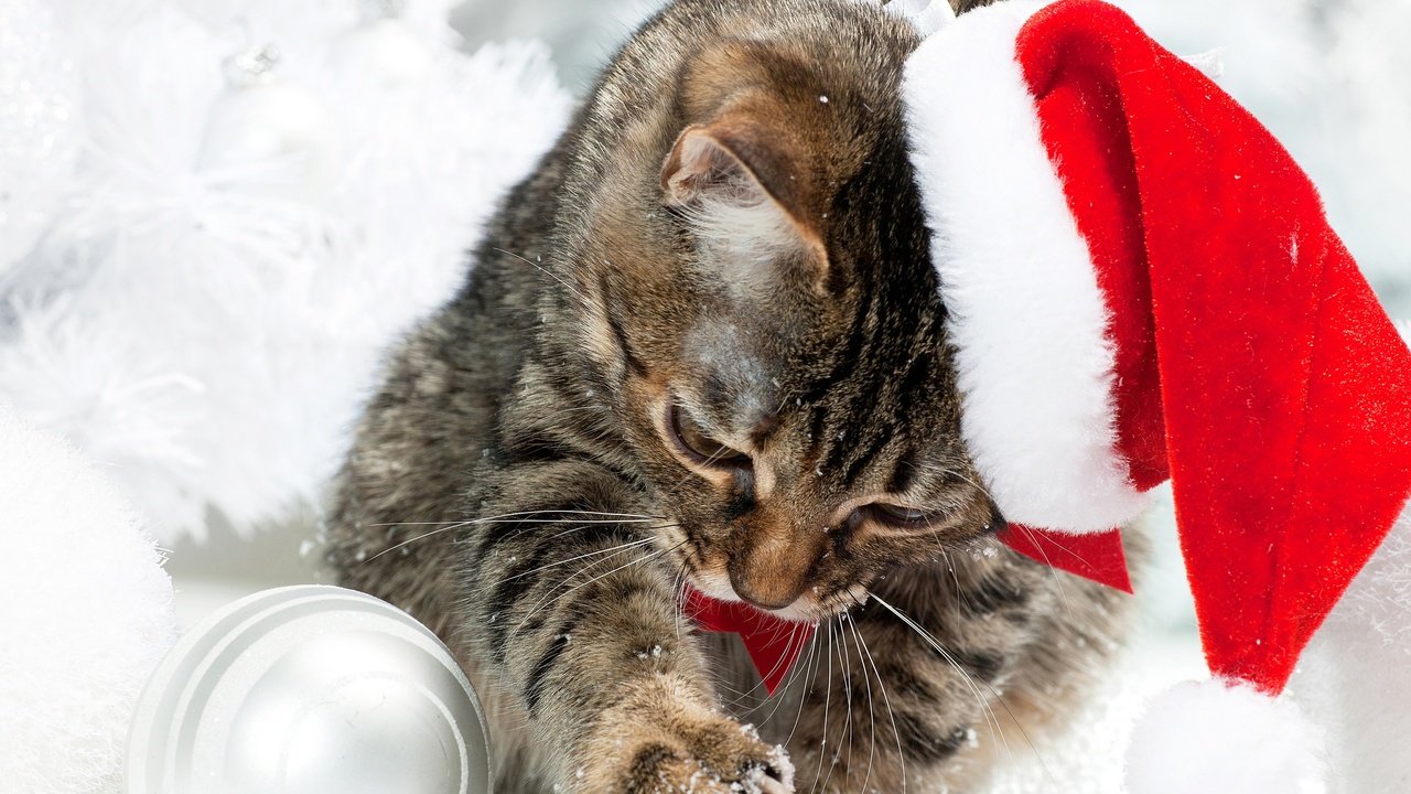 Обои снег, кот, коты, шапка, котята, рождество, елочная, snow, cat, cats, hat, kittens, christmas разрешение 2880x2245 Загрузить