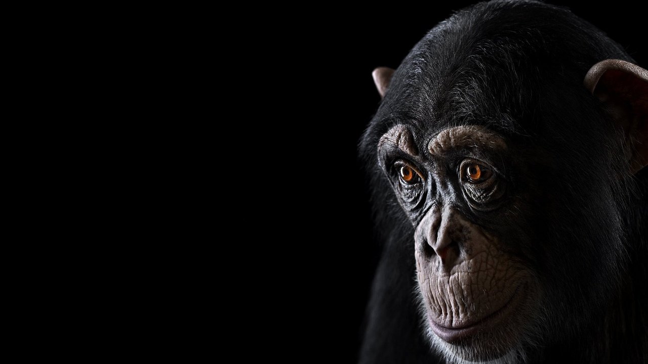 Обои фон, взгляд, обезьяна, шимпанзе, chimpanzee, background, look, monkey, chimpanzees разрешение 1920x1288 Загрузить