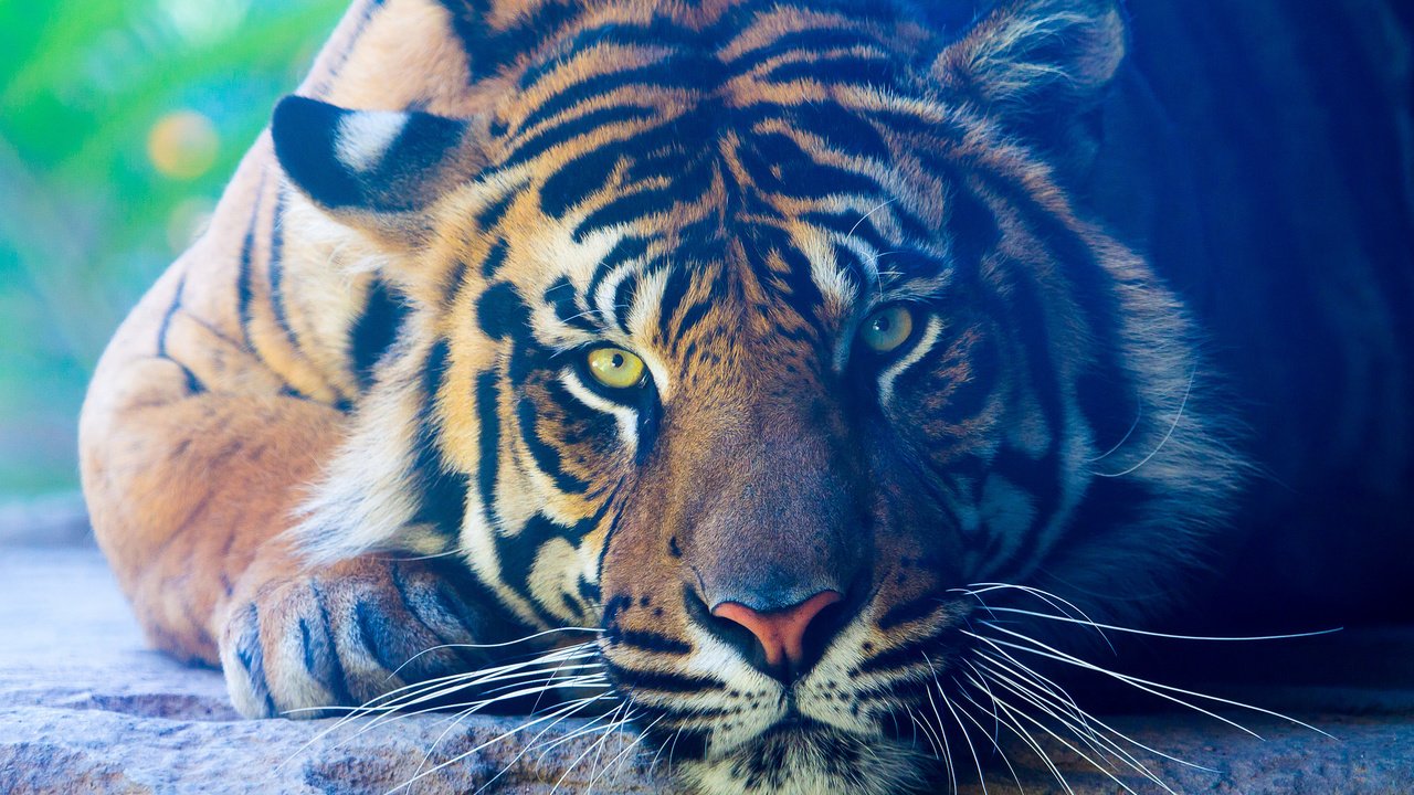 Обои тигр, лапы, взгляд, лежит, хищник, животное, окрас, tiger, paws, look, lies, predator, animal, color разрешение 2048x1366 Загрузить