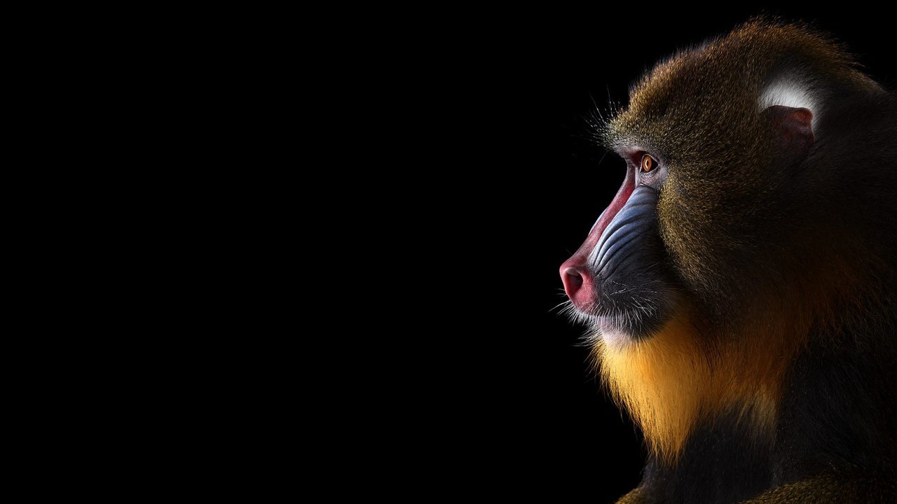 Обои фон, взгляд, обезьяна, мандрил, background, look, monkey, mandrill разрешение 1920x1288 Загрузить