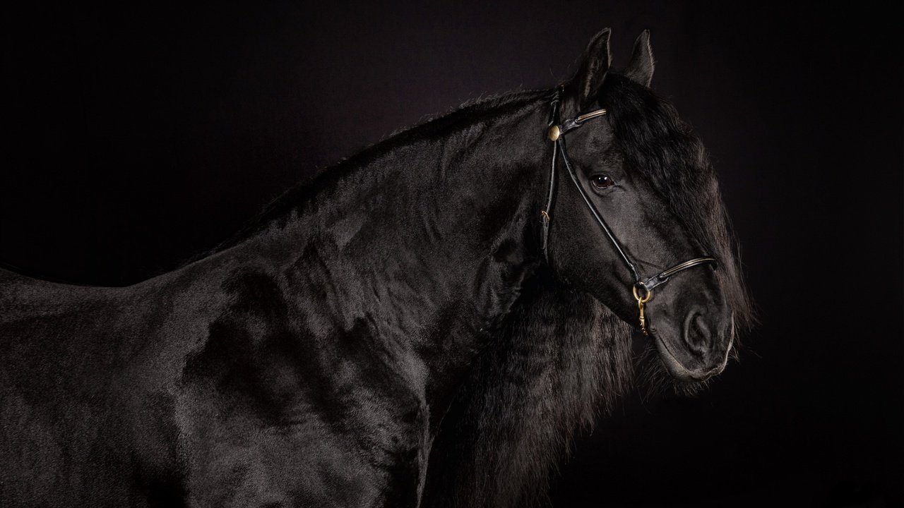 Обои лошадь, фон, черный, черный фон, конь, блака, вороной, horse, background, black, black background, crow разрешение 2560x1600 Загрузить