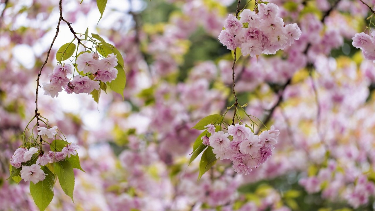 Обои дерево, цветение, весна, розовый, сакура, tree, flowering, spring, pink, sakura разрешение 2048x1365 Загрузить