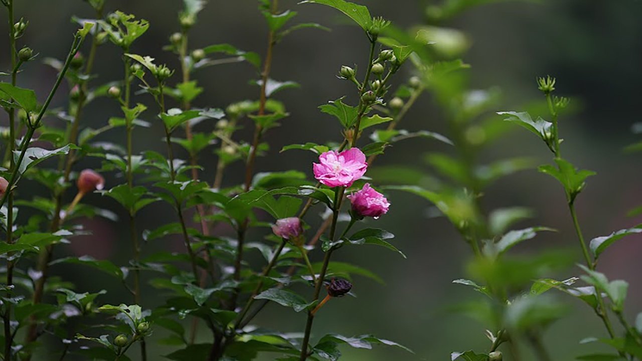 Обои цветы,  цветы, springs, flowers разрешение 2560x1440 Загрузить