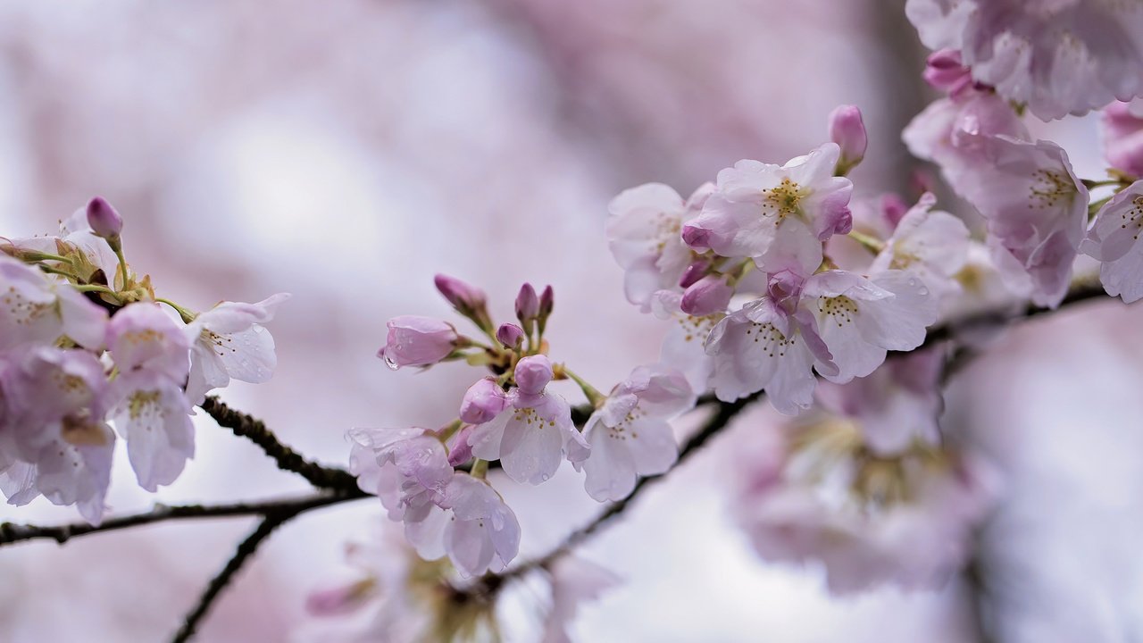 Обои ветка, природа, цветение, весна, сакура, боке, branch, nature, flowering, spring, sakura, bokeh разрешение 2048x1365 Загрузить