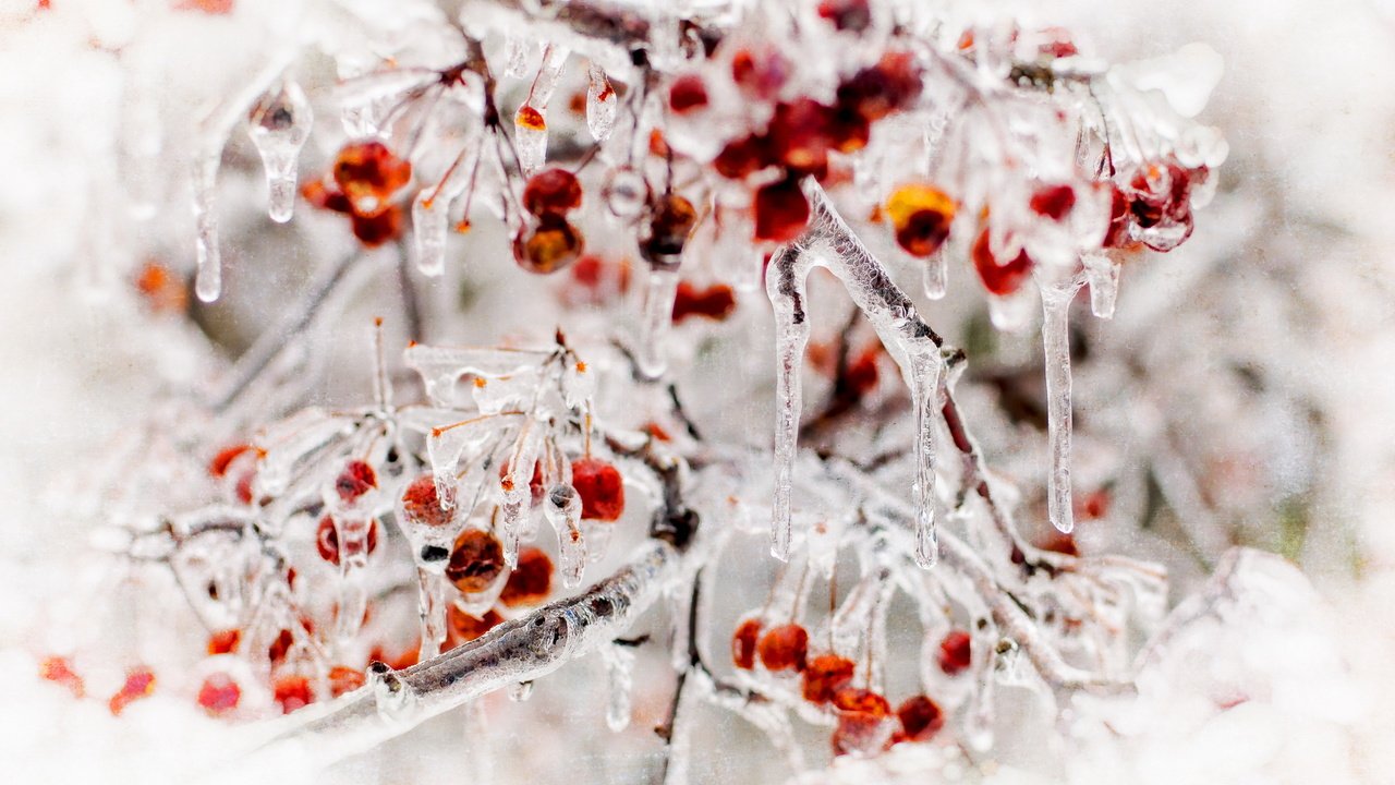 Обои природа, лёд, ягоды, nature, ice, berries разрешение 2560x1707 Загрузить