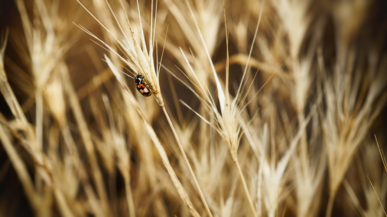 Обои жук, насекомое, божья коровка, колоски, beetle, insect, ladybug, spikelets разрешение 2048x1463 Загрузить