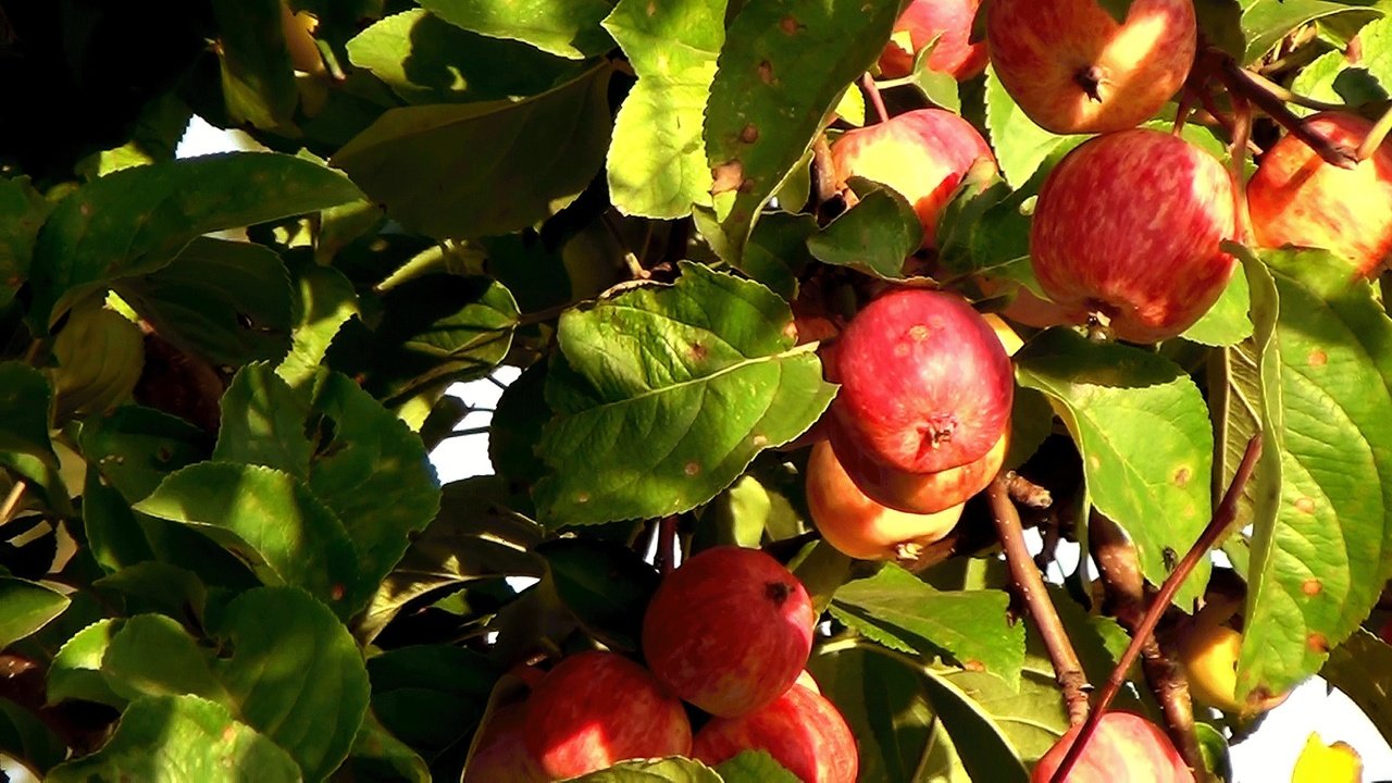 Обои листья, лето, фрукты, яблоки, плоды, leaves, summer, fruit, apples разрешение 2304x1296 Загрузить