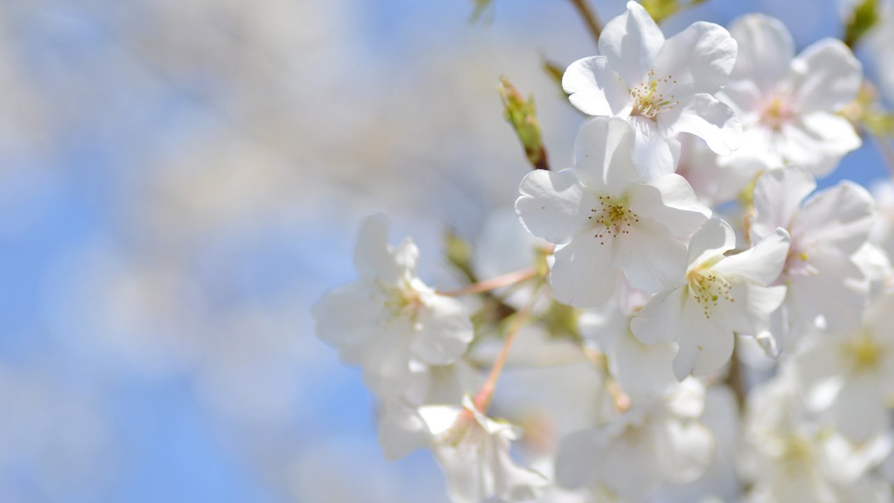 Обои небо, макро, весна, вишня, сакура, the sky, macro, spring, cherry, sakura разрешение 2048x1356 Загрузить