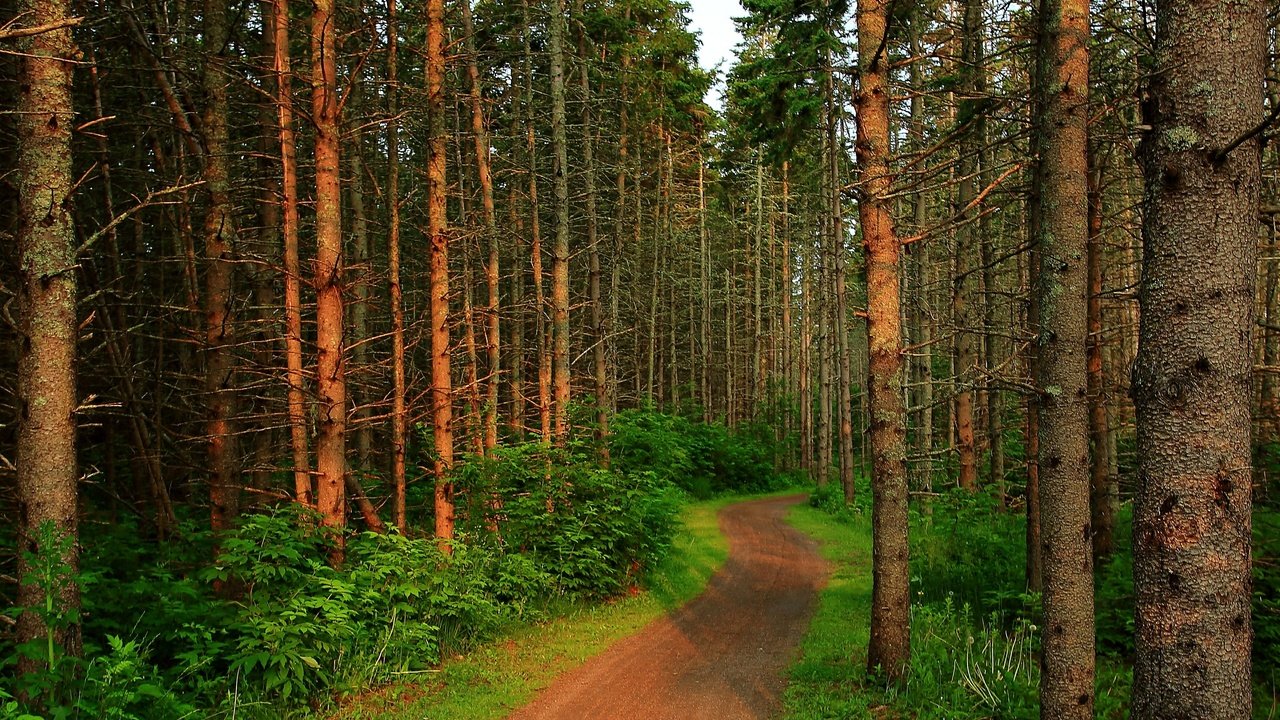 Обои деревья, лес, тропинка, деревь, на природе, trees, forest, path, nature разрешение 3840x3834 Загрузить